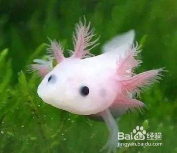 六角恐龍魚喂活魚可以嗎：六角恐龍魚可以吃活魚嗎？ 其他寵物 第5張