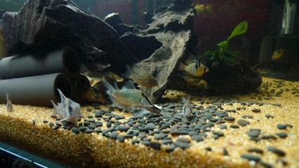 三間鼠魚繁殖期飼料保存技巧：三間鼠魚繁殖期飼料選擇指南 其他寵物 第1張