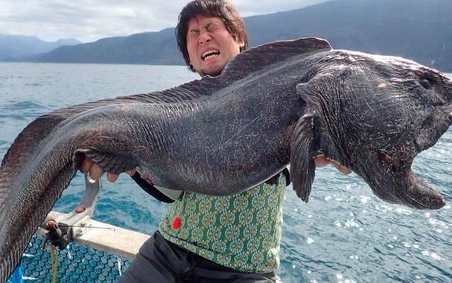 泰龐海鰱魚對海洋食物鏈的影響：泰龐海鰱魚在海洋生態(tài)系統(tǒng)中具有不可忽視的地位