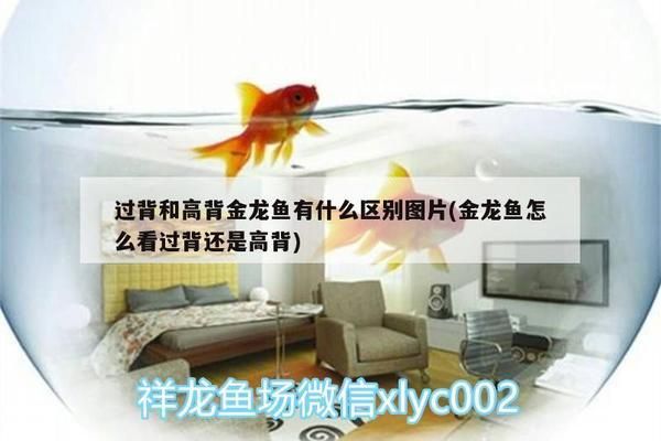 三間魚繁殖后如何控制飼養(yǎng)密度？：三間魚繁殖后如何控制其密度是確保健康和避免疾病傳播的關(guān)鍵 其他寵物 第3張