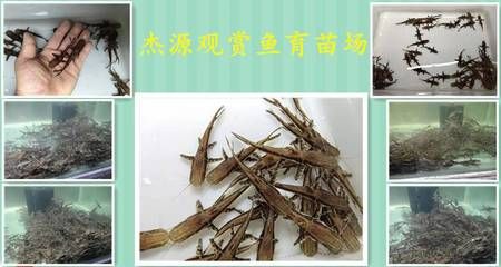 鴨嘴鯊魚繁殖成功率提升方法：如何提高鴨嘴鯊魚的繁殖成功率 其他寵物 第3張