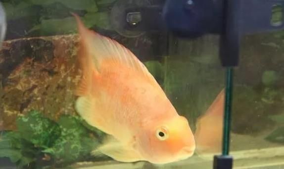 如何正確進行飛鳳魚藥?。猴w鳳魚藥浴后如何護理 其他寵物 第3張