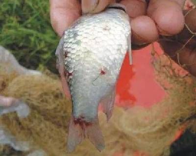 夏季三色錦鯉魚苗寄生蟲防治：夏季三色錦鯉魚苗寄生蟲的防治方法 其他寵物 第2張