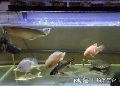 飛鳳魚(yú)繁殖箱隱蔽角落設(shè)計(jì)：飛鳳魚(yú)繁殖箱中隱蔽角落的設(shè)計(jì)