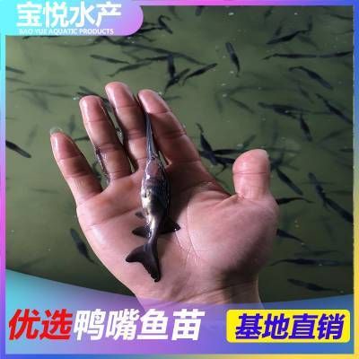 如何提高鴨嘴魚苗存活率：如何提高鴨嘴魚苗在養(yǎng)殖過程中的存活率 其他寵物 第5張