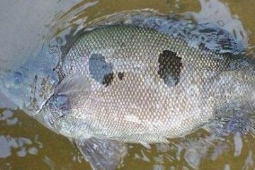 鴨嘴魚飼料配比技巧：鴨嘴魚飼料配比技巧摘要：鴨嘴魚是一類特殊的淡水魚類 其他寵物 第2張