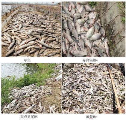 水霉病對(duì)魚類的危害程度：水霉病對(duì)不同種類魚類的危害治療方法 其他寵物 第1張