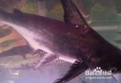 龍魚突然狀態(tài)不好食欲不好怎么回事兒：龍魚突然狀態(tài)不佳且食欲減退可能是由多種因素引起的 水族問答 第2張