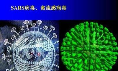 星鉆魚繁殖期常見疾病預防：星鉆魚繁殖期常見疾病預防摘要：星鉆魚繁殖期抗生素使用規(guī)范 其他寵物 第2張