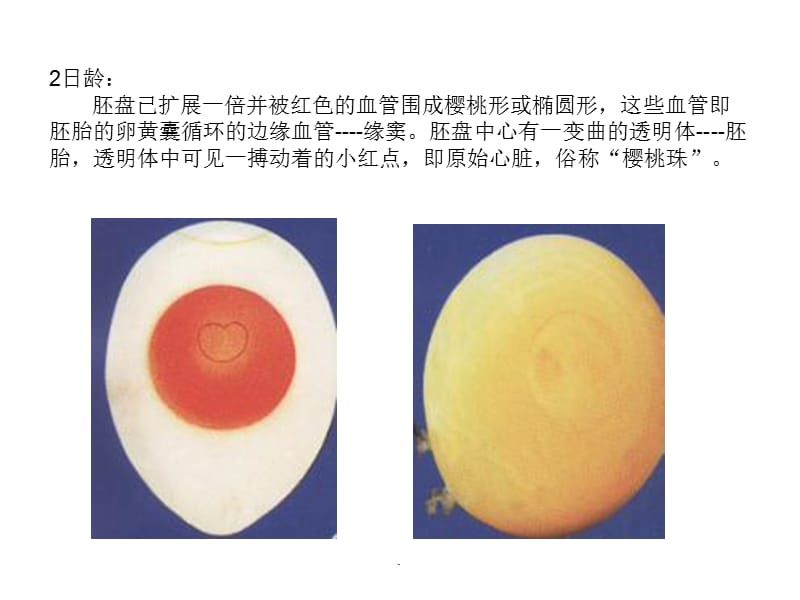 卵黃囊在孵化中的作用：人類卵黃囊在孵化過程中主要起到提供營養(yǎng)和水分的作用 其他寵物 第1張