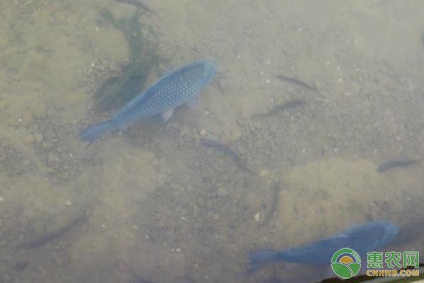 檸檬鯽最佳生長水溫：檸檬鯽最佳生長水溫飼料選擇指南檸檬鯽飼料選擇指南 其他寵物 第1張