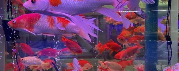 錦鯉魚體色變化原因：如何通過(guò)飼料改善錦鯉體色