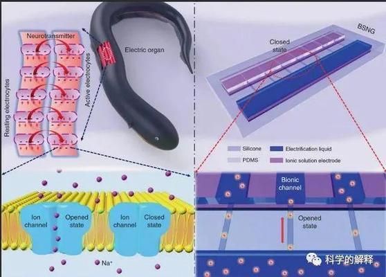 電鰻放電如何影響食物鏈？：電鰻放電對生態(tài)系統(tǒng)有何影響電鰻放電對生態(tài)系統(tǒng)有何影響 其他寵物 第1張