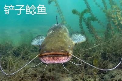 亞馬遜鲇魚繁殖習(xí)性探究：亞馬遜鲇魚的繁殖習(xí)性 其他寵物 第5張