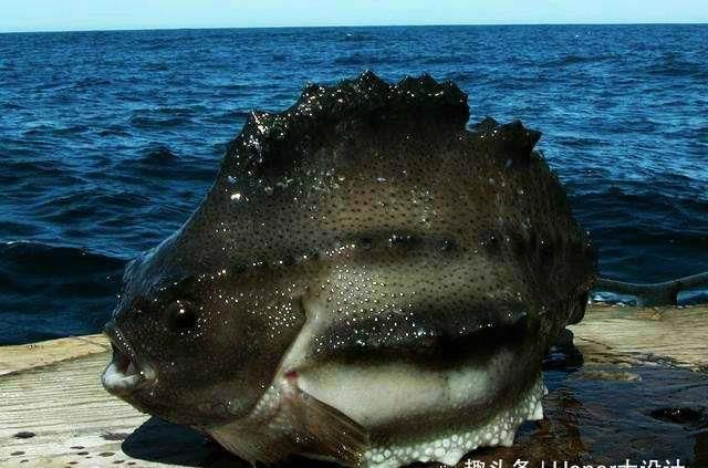 亞馬遜鲇魚繁殖習(xí)性探究：亞馬遜鲇魚的繁殖習(xí)性 其他寵物 第3張