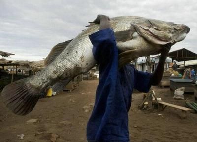 亞馬遜鲇魚繁殖習(xí)性探究：亞馬遜鲇魚的繁殖習(xí)性 其他寵物 第4張