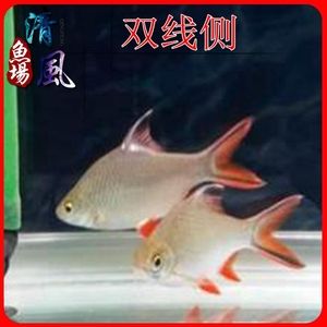 如何確保雙線側(cè)魚繁殖成功：雙線側(cè)魚繁殖期餌料選擇指南,雙線側(cè)魚繁殖行為觀察技巧 其他寵物 第1張