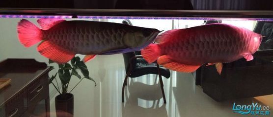 如何確保雙線側(cè)魚繁殖成功：雙線側(cè)魚繁殖期餌料選擇指南,雙線側(cè)魚繁殖行為觀察技巧 其他寵物 第3張