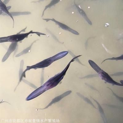 陽西縣海水魚苗繁育技術(shù)領(lǐng)先之處：陽西縣海水魚苗繁育技術(shù)在多個(gè)方面展現(xiàn)出其領(lǐng)先地位 其他寵物 第1張