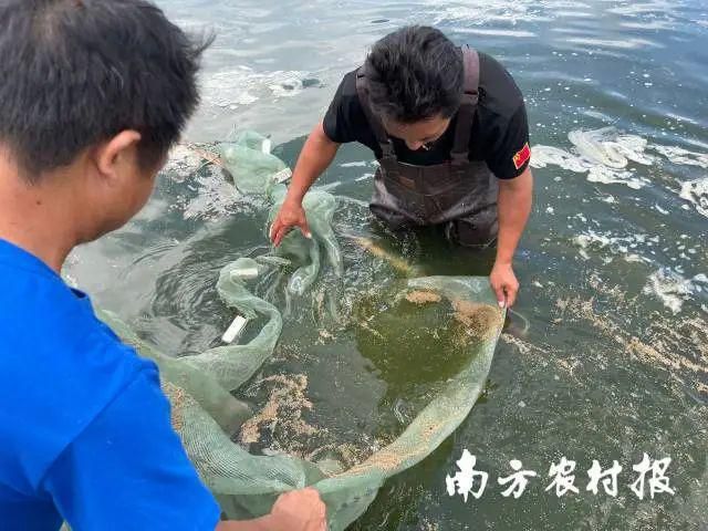 陽西縣海水魚苗繁育技術(shù)領(lǐng)先之處：陽西縣海水魚苗繁育技術(shù)在多個(gè)方面展現(xiàn)出其領(lǐng)先地位 其他寵物 第4張