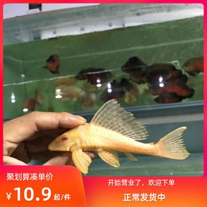 女王大帆魚苗最佳飼養(yǎng)溫度：女王大帆魚苗的最佳飼養(yǎng)溫度在22-28攝氏度之間 其他寵物 第1張