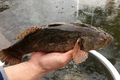 豹紋夫魚苗飼料選擇指南：豹紋夫魚苗飼料品牌推薦豹紋夫魚苗飼料營養(yǎng)搭配技巧