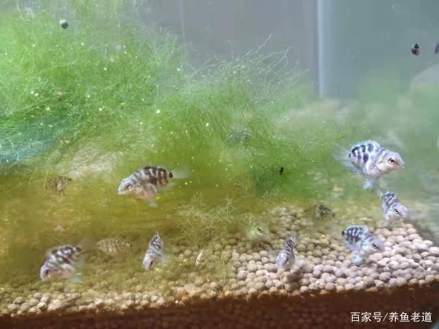 魚苗飽食后的活動規(guī)律：如何判斷魚苗飽食后的生活習性 其他寵物 第2張