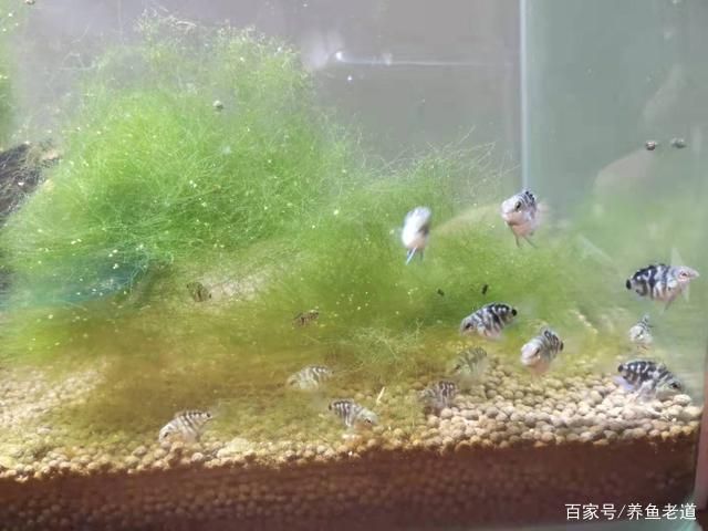 魚苗飽食后的活動規(guī)律：如何判斷魚苗飽食后的生活習性 其他寵物 第1張