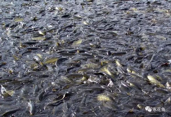 幼魚飼料營養(yǎng)成分對比：幼魚飼料的營養(yǎng)成分對于幼魚生長和健康的影響 其他寵物 第1張