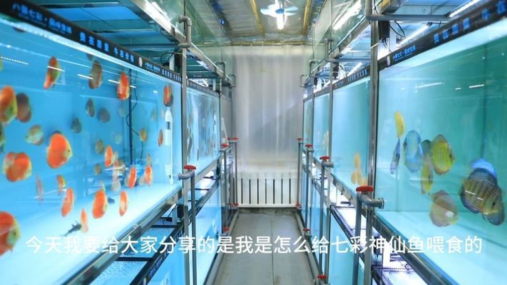 神仙魚繁殖期飼料搭配比例：神仙魚的繁殖期飼料搭配需要注意什么？ 其他寵物 第3張