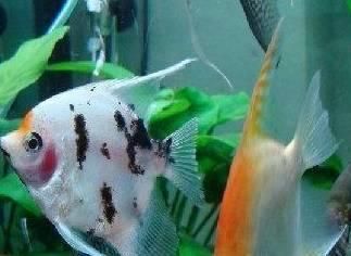 神仙魚繁殖期飼料搭配比例：神仙魚的繁殖期飼料搭配需要注意什么？ 其他寵物 第4張