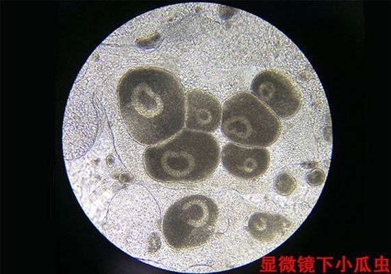 三間鼠魚白點病治療方法：三間鼠魚白點病怎么治療 其他寵物 第4張