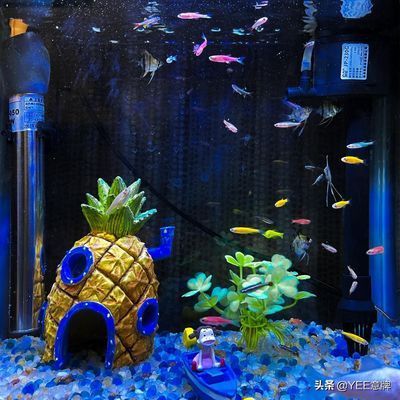 水族箱換水的最佳時間：水族箱換水最佳時間 其他寵物 第3張