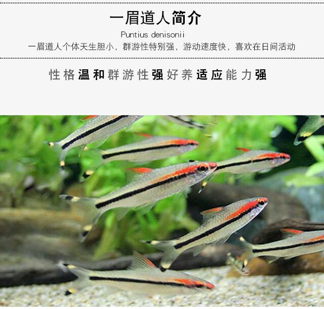 紅眉道人魚苗飼料保存方法：紅眉道人魚苗飼料的選擇和保存方法和種類介紹 其他寵物 第5張