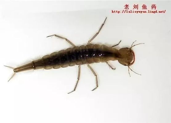 水生昆蟲幼體安全性評估：關(guān)于水生昆蟲幼體的安全性評估