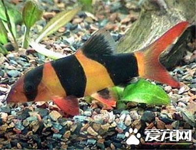 三間鼠魚混養(yǎng)水質(zhì)管理技巧：三間鼠魚冬季養(yǎng)護(hù)要點(diǎn) 其他寵物 第5張