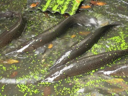 龍魚吞食異物幾天能吐出來：如何判斷龍魚是否已經(jīng)將異物吐出來 水族問答 第2張