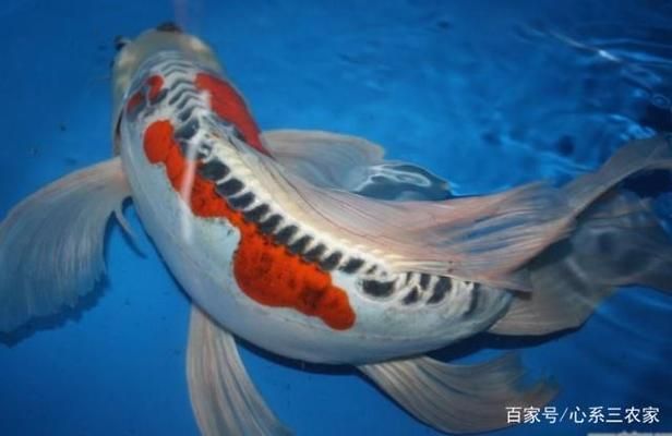 象鼻魚白點病治療方法：象鼻魚白點病如何治療 其他寵物 第1張