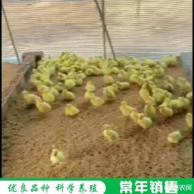 三間鼠魚飼料營養(yǎng)搭配建議：三間鼠魚的飼料營養(yǎng)搭配 其他寵物 第1張