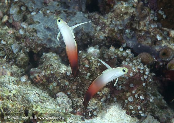 幽靈火箭魚的生態(tài)適應(yīng)性研究：幽靈火箭魚的生態(tài)適應(yīng)性 其他寵物 第2張