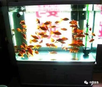 夏季水族箱降溫技巧：夏季水族箱如何降溫 其他寵物 第1張