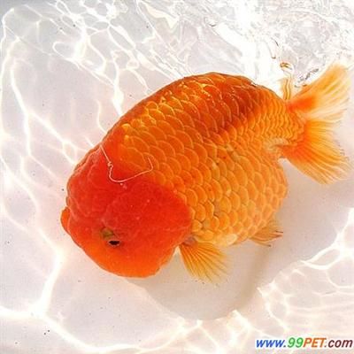 如何防治元寶鯽魚白點(diǎn)?。涸獙汌a魚白點(diǎn)病的重要措施是預(yù)防鯽魚白點(diǎn)病的關(guān)鍵 其他寵物 第5張