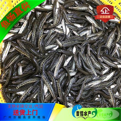 黃鰭鯧魚水霉病預(yù)防措施：養(yǎng)殖密度過(guò)大是導(dǎo)致水霉病發(fā)生的一個(gè)重要因素應(yīng)合理控制養(yǎng)殖密度