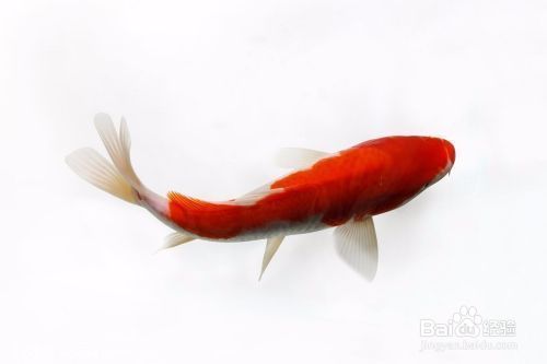 金魚最佳生活環(huán)境條件：金魚的生活環(huán)境條件及種類 其他寵物 第2張