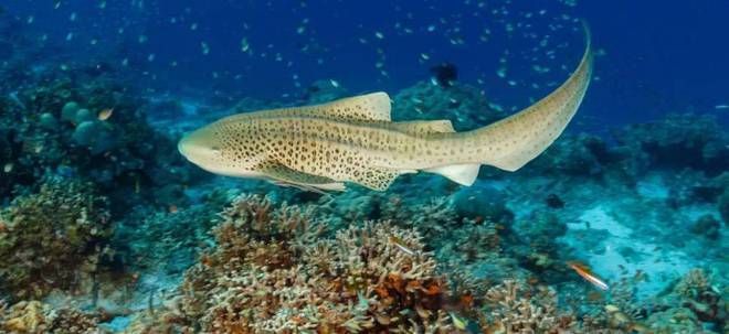 鯊魚繁殖率與種群動態(tài)關系：鯊魚的繁殖率與種群動態(tài)之間的關系 其他寵物 第1張