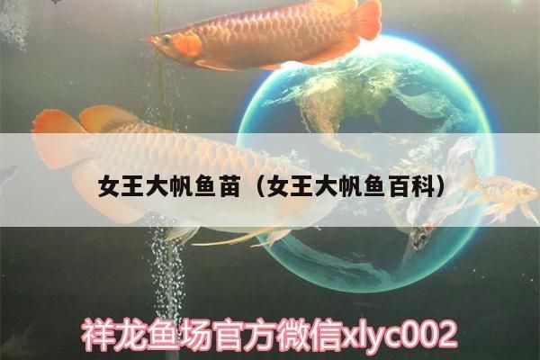 女王大帆魚苗繁殖技術難點：女王大帆魚苗的繁殖技術難點 其他寵物 第2張