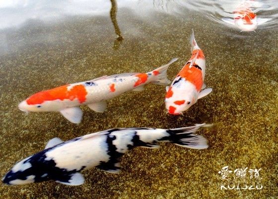 錦鯉魚(yú)繁殖后親魚(yú)護(hù)理：錦鯉繁殖后親魚(yú)的護(hù)理