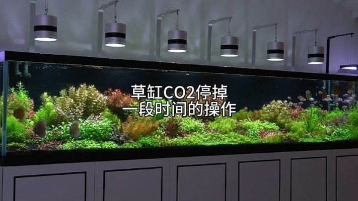 如何控制水草缸的CO2濃度：水草缸co2濃度監(jiān)測(cè)技巧 其他寵物 第3張