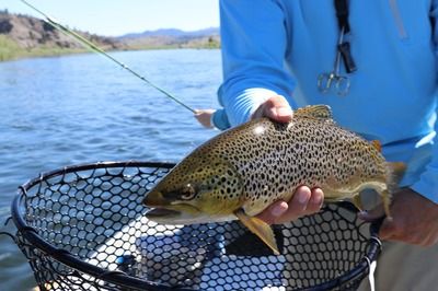 元寶鳳凰魚專用魚糧品牌推薦：元寶鳳凰魚專用魚糧品牌推薦元寶鳳凰魚專用魚糧品牌推薦 其他寵物 第1張