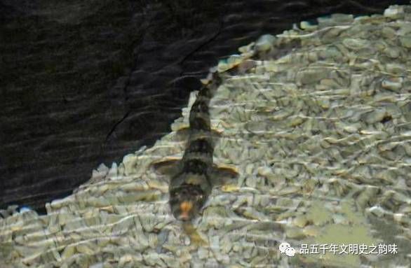 鯊魚卵的自然孵化地點選擇：鯊魚卵孵化地點選擇的最新研究 其他寵物 第6張